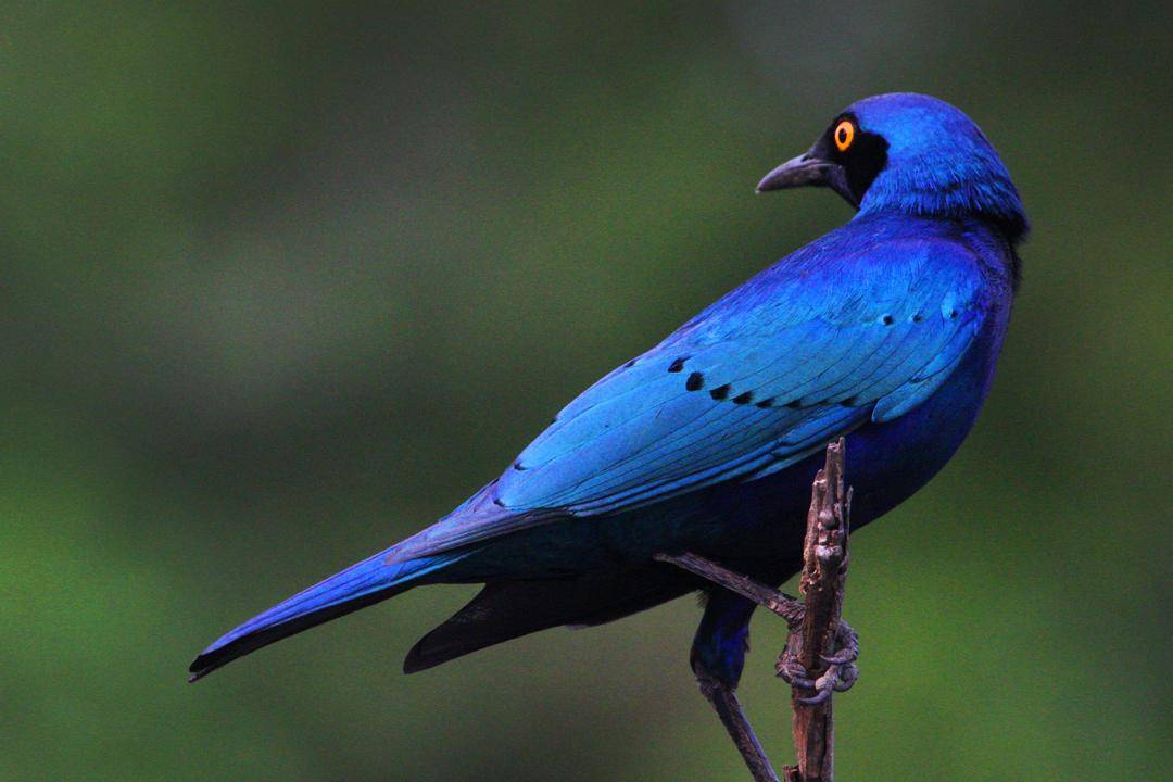 Burung Jalak