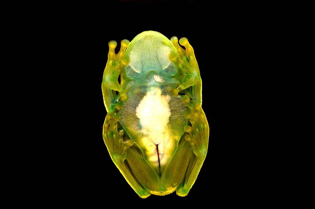 Kulit Transparan Katak Kaca