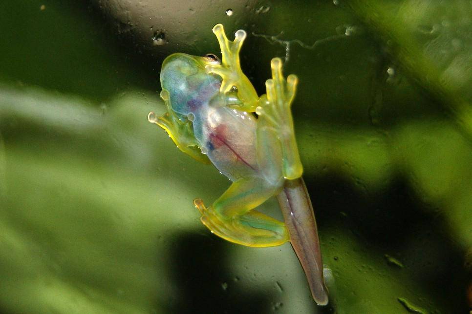 Kulit Transparan Katak Kaca
