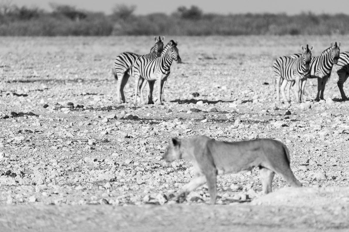 Zebra