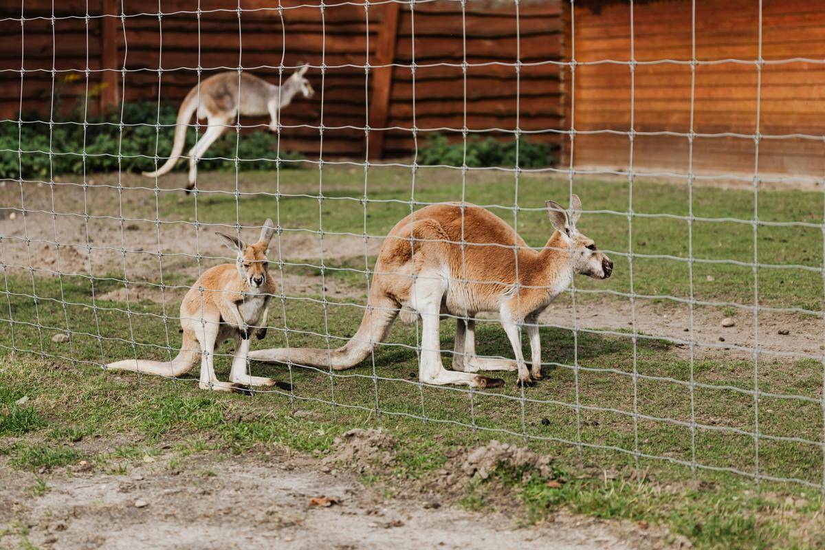 Kanguru (pexels.com/Kaboompics.com)