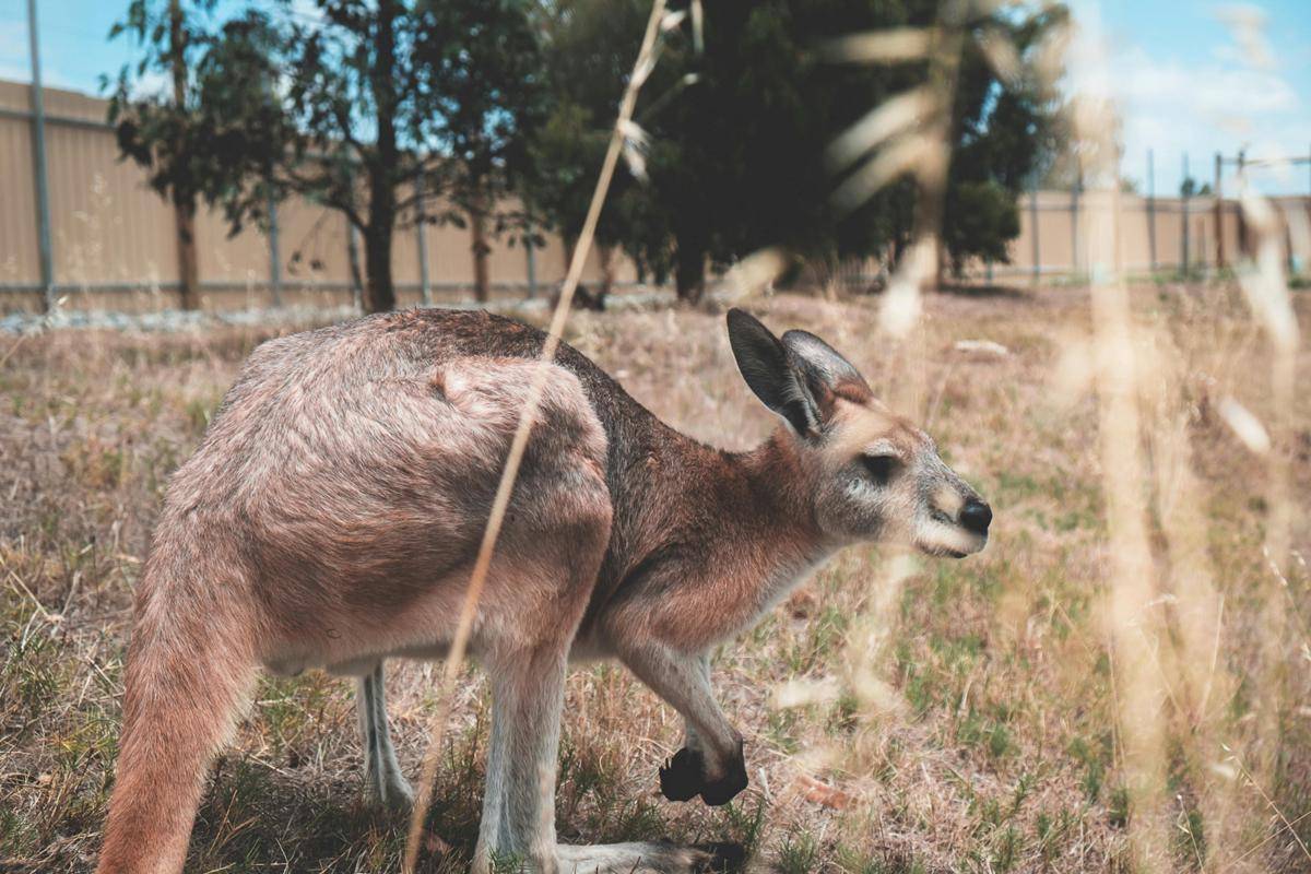 Kanguru (pexels.com/Lachlan)