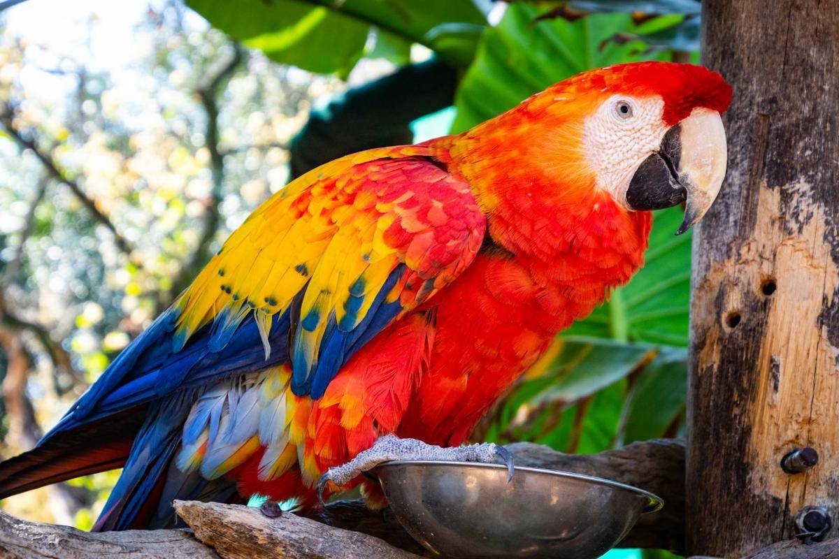parrot (pexels.com/Magda Ehlers)