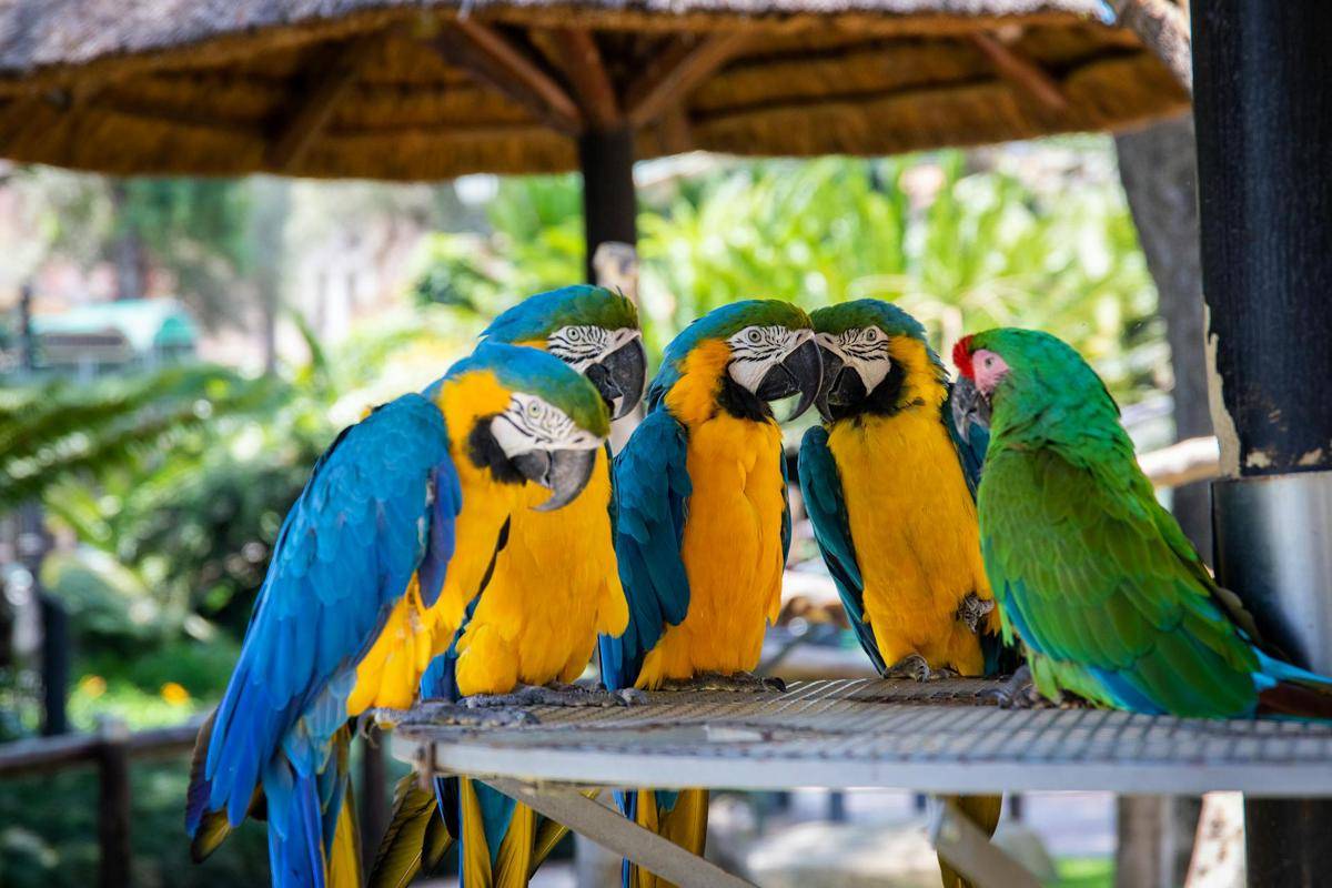 sekelompok parrot sedang berkumpul (pexels.com/Magda Ehlers)