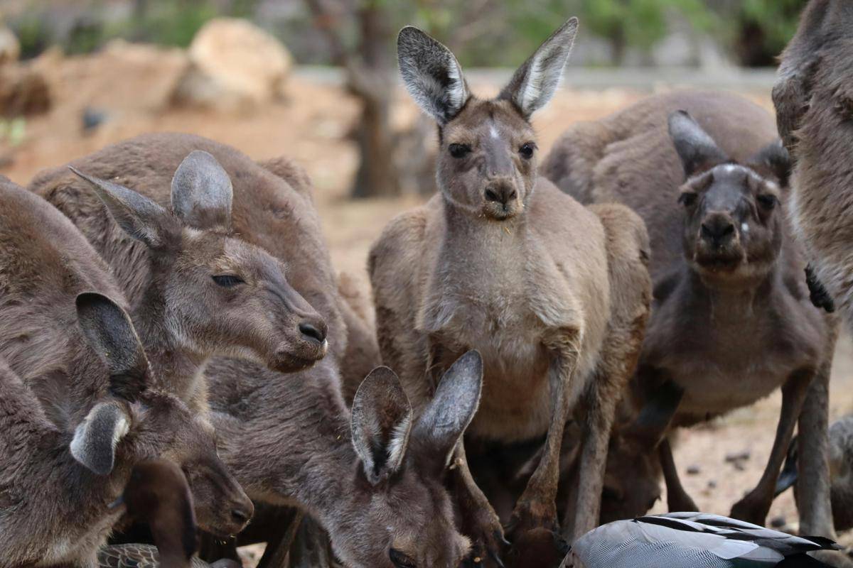Kanguru (pexels.com/Michael Waddle)