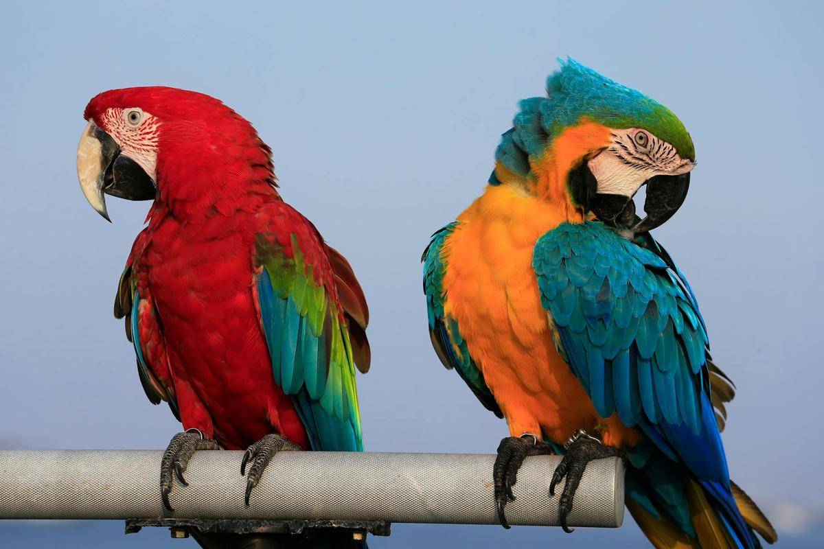 dua ekor parrot (pexels.com/Jeffry S.S.)