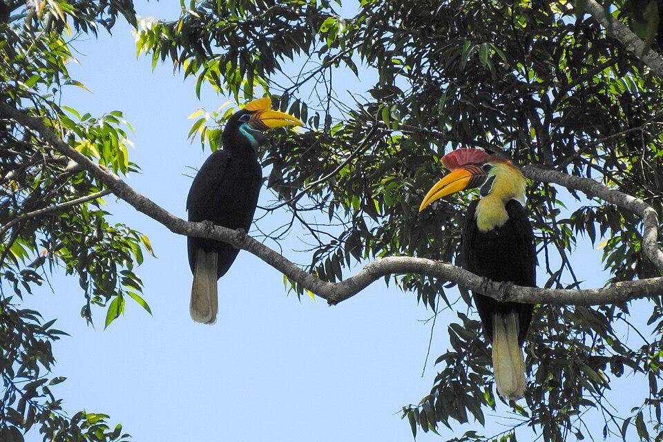 potret julang sulawesi jantan (kanan) dan betina (kiri) yang sedang bertengger (commons.wikimedia.org/Raynton Rare'a)