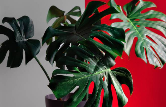 monstera (freepik.com/ededchechine)