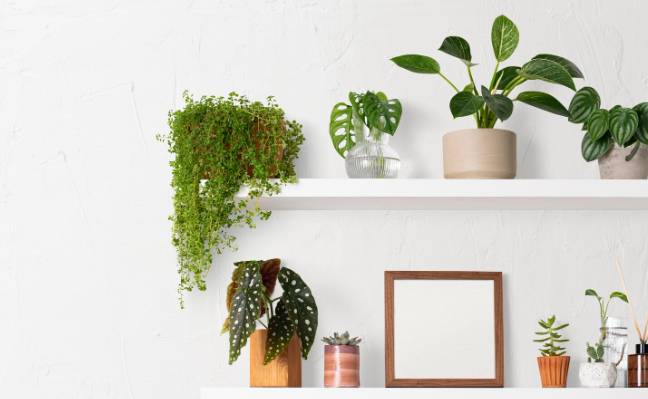 tanaman hias di kamar (freepik.com/rawpixel.com)