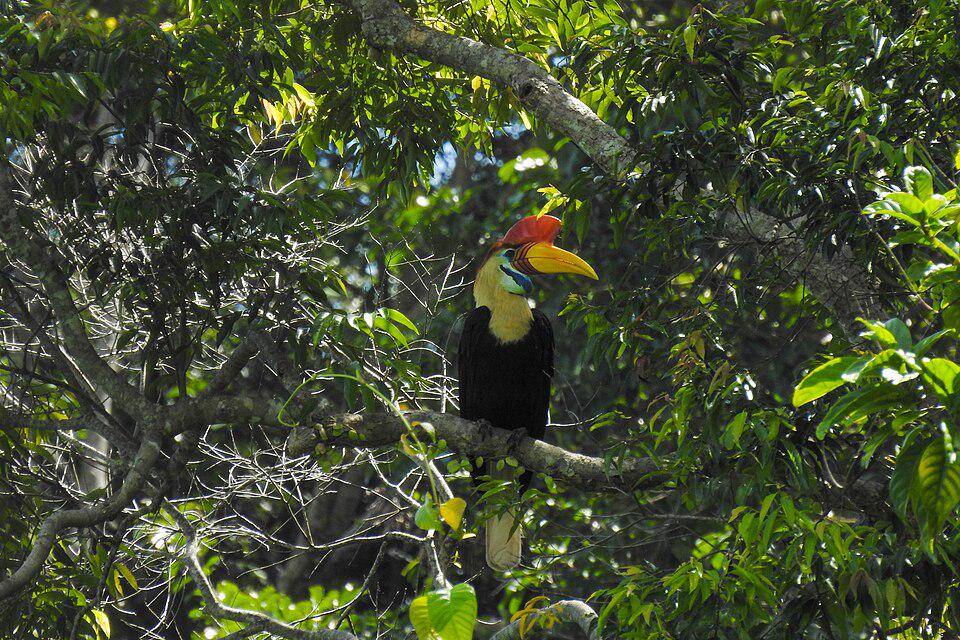 seekor julang sulawesi yang bertengger (commons.wikimedia.org/Raynton Rare'a)