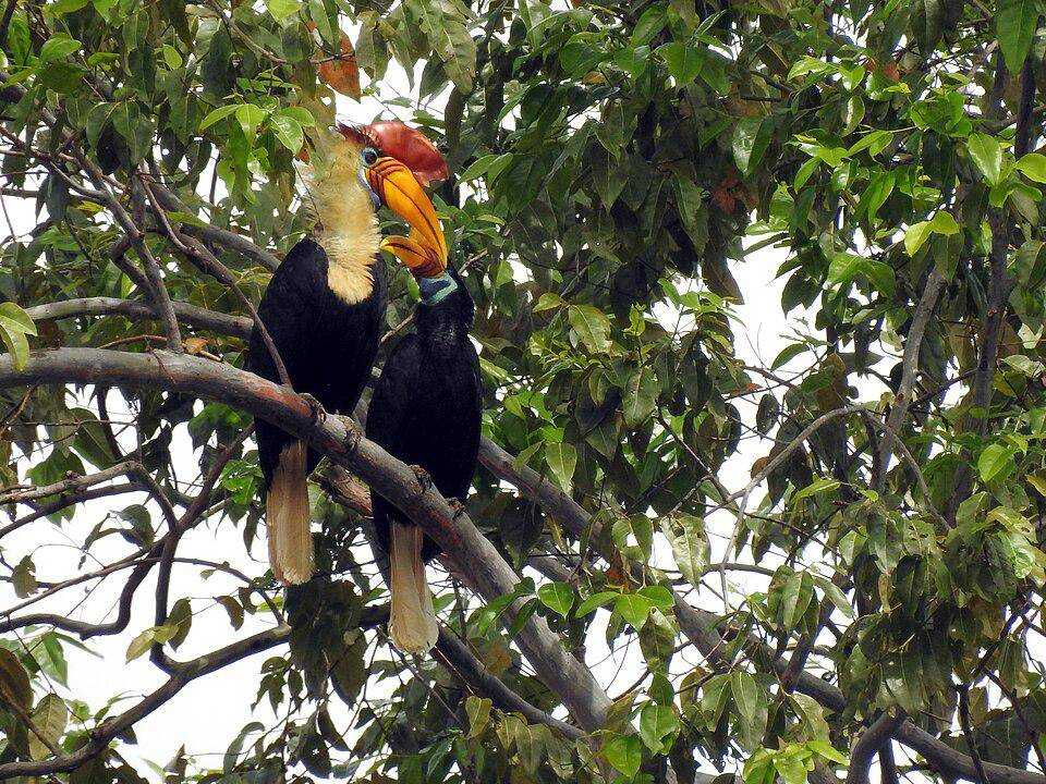 pasangan julang sulawesi yang sedang berinteraksi (commons.wikimedia.org/Divya Mudappa)