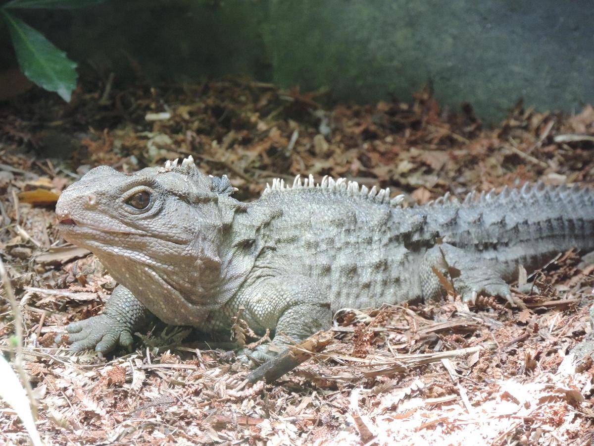 Reptil unik