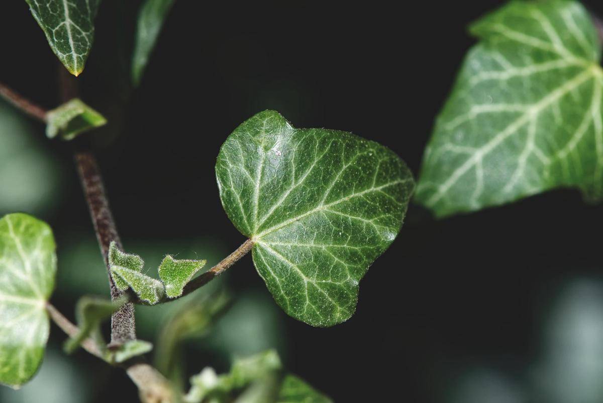 ilustrasi daun tumbuhan (pixabay.com/Alexas_Fotos)