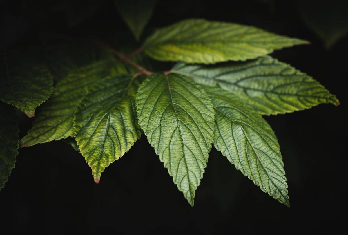 ilustrasi daun tumbuhan (pixabay.com/paulsteuber)