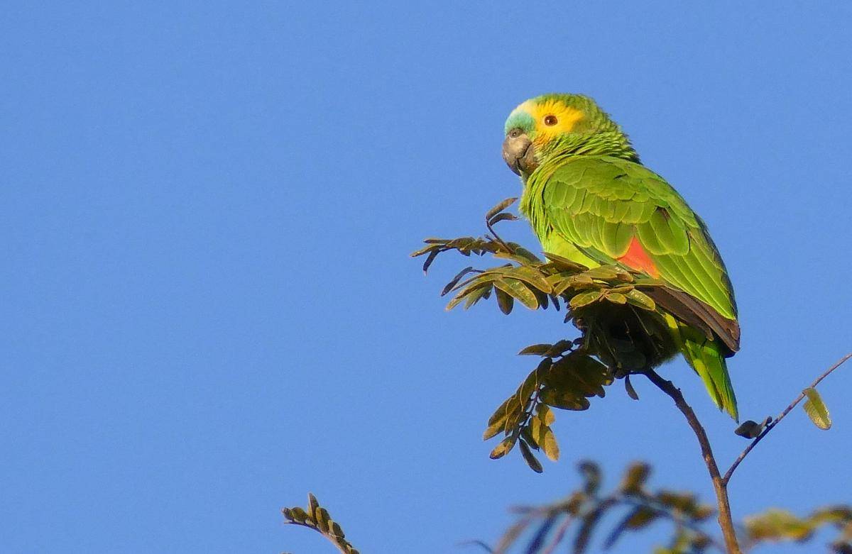 turquoise-fronted Amazon parrot (commons.wikimedia.org/Bernard DUPONT)