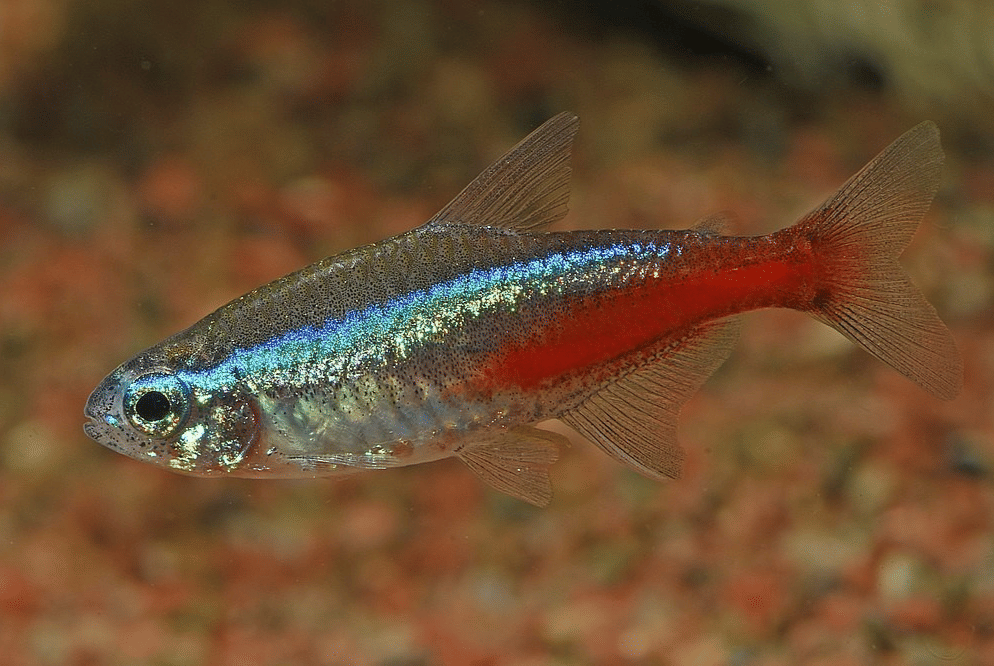 Ikan yang Cocok Untuk Aquascape