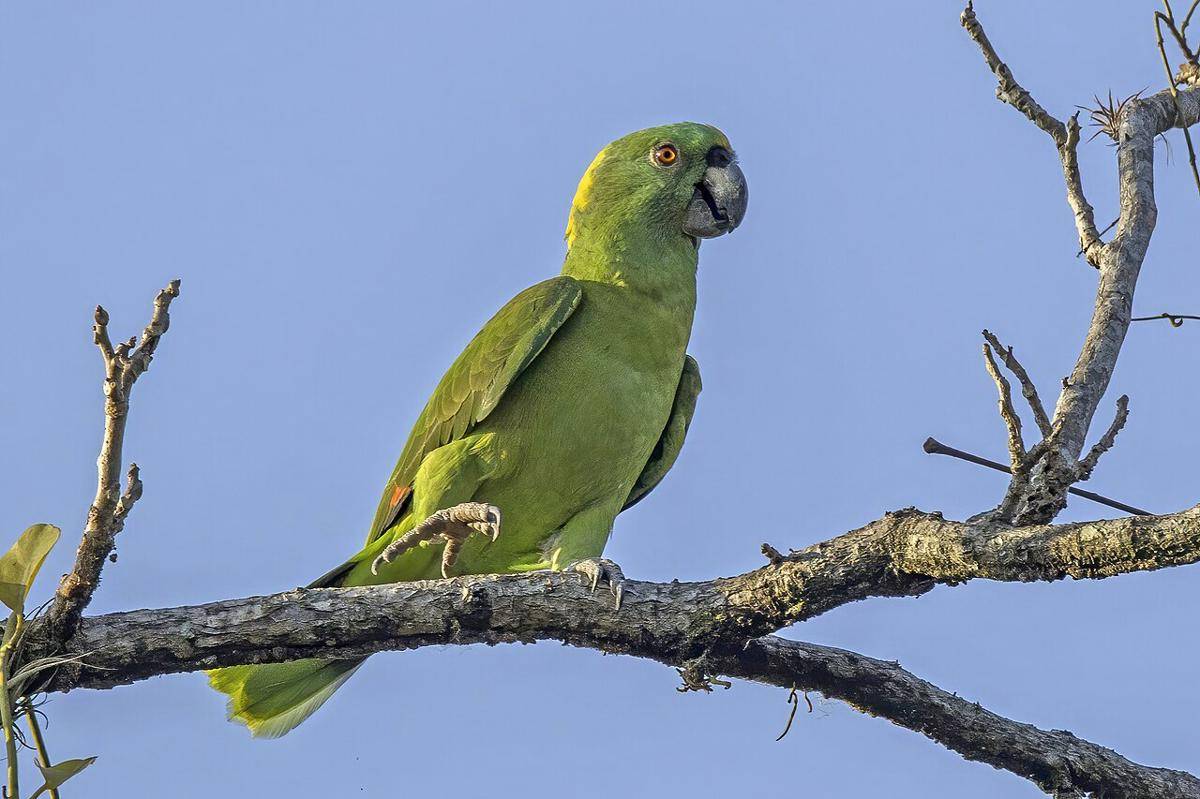 yellow-naped parrot (commons.wikimedia.org/Charles J. Sharp)