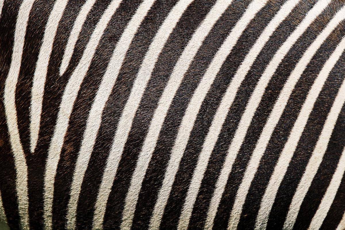 kulit zebra
