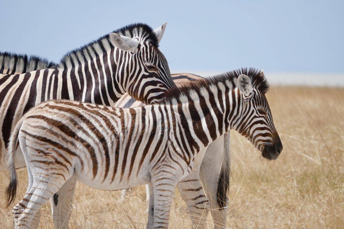 zebra