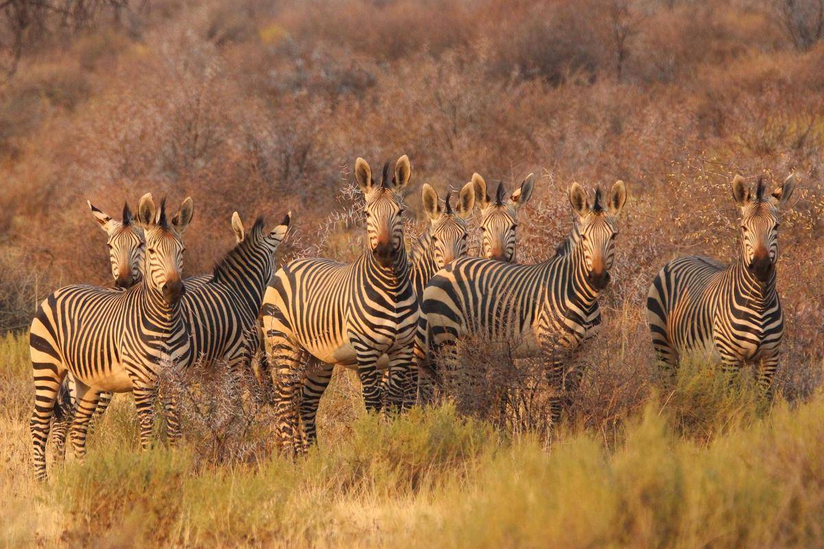 Zebra di padang rumput