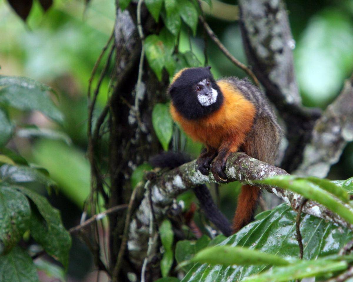 Golden-mantled Saddleback Tamarin