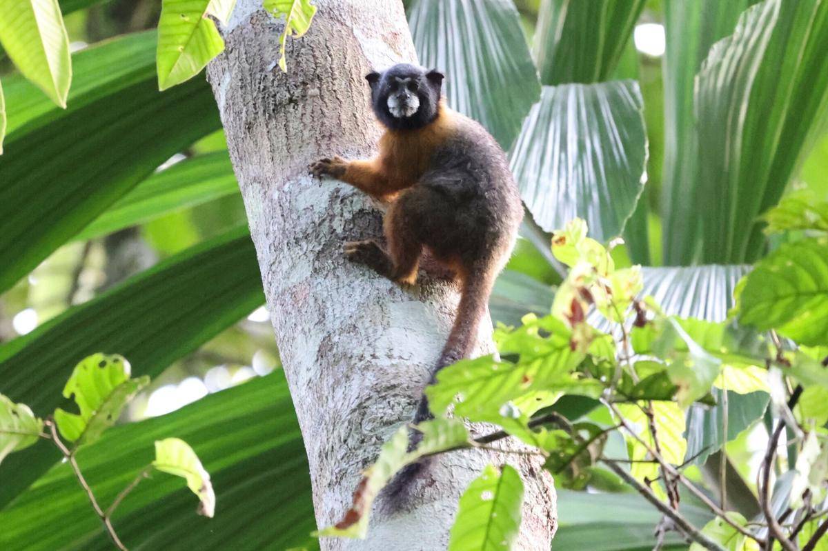 Golden-mantled Saddleback Tamarin