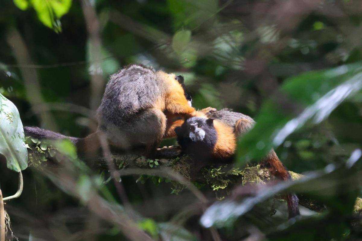 Golden-mantled Saddleback Tamarin