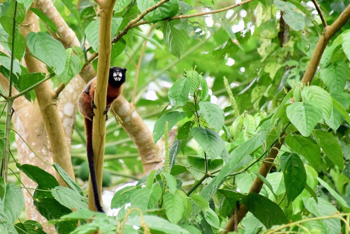 Golden-mantled Saddleback Tamarin