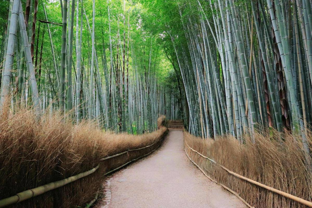 Arashiyama Bamboo Forest, Jepang