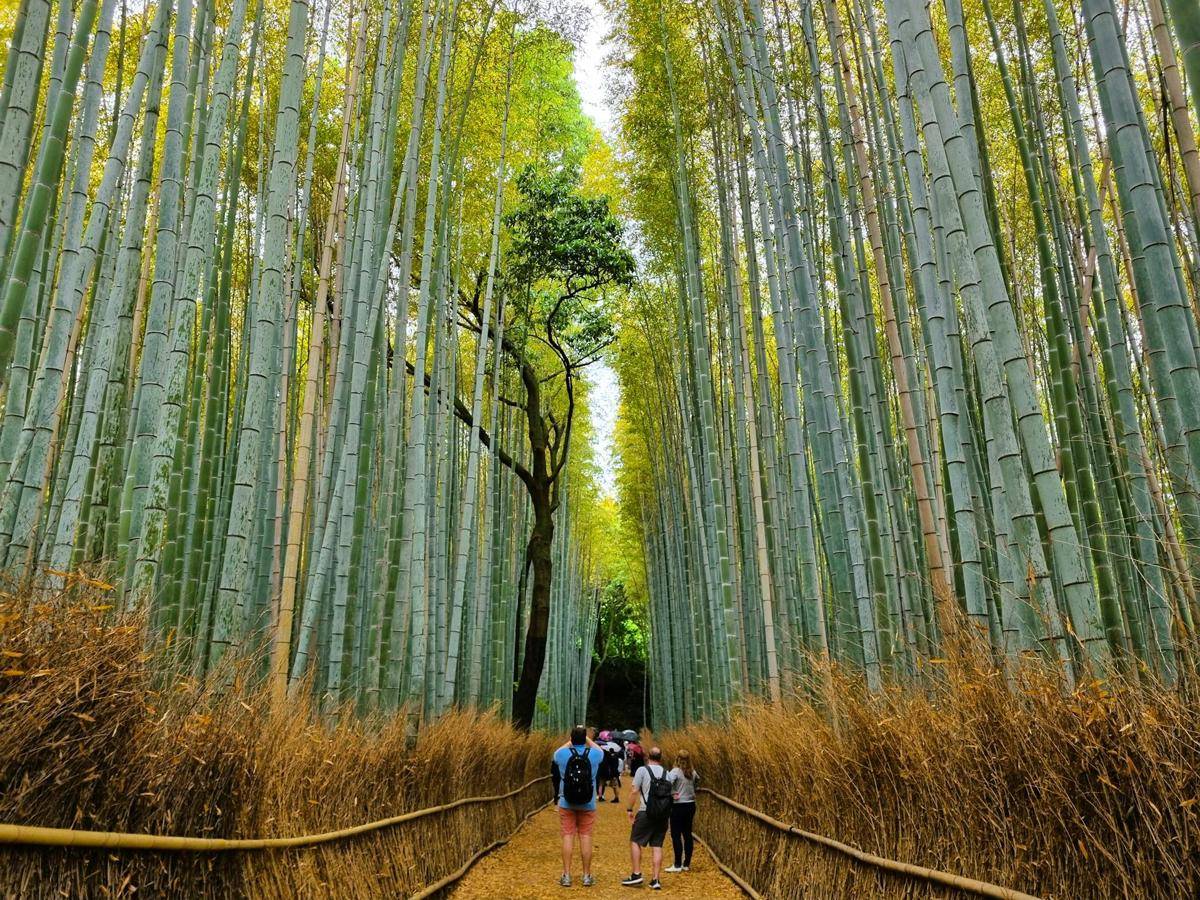 potret Arashiyama Bamboo Forest, Jepang (pexels.com/Francesco Albanese)