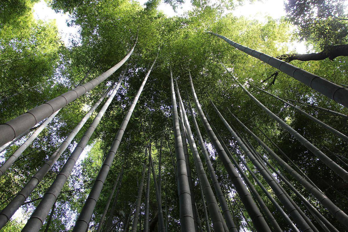 Arashiyama Bamboo Forest, Jepang