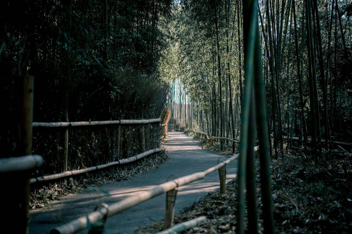 Arashiyama Bamboo Forest, Jepang