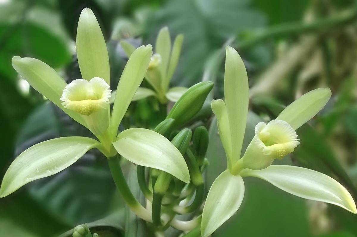 Bunga vanili (Vanilla planifolia)