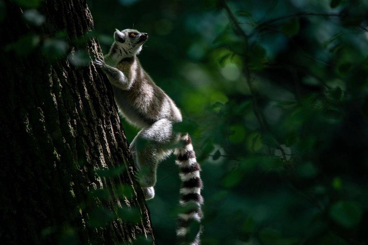 Lemur ekor cincin, primata endemik Madagaskar