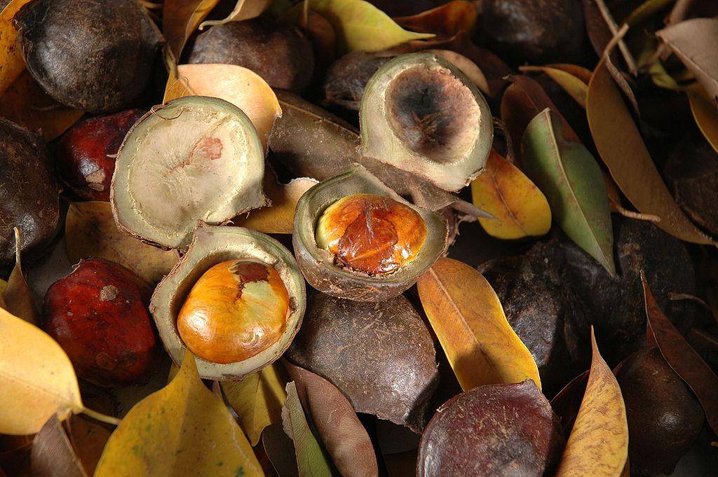 ilustrasi jengkol (commons.wikimedia.org)