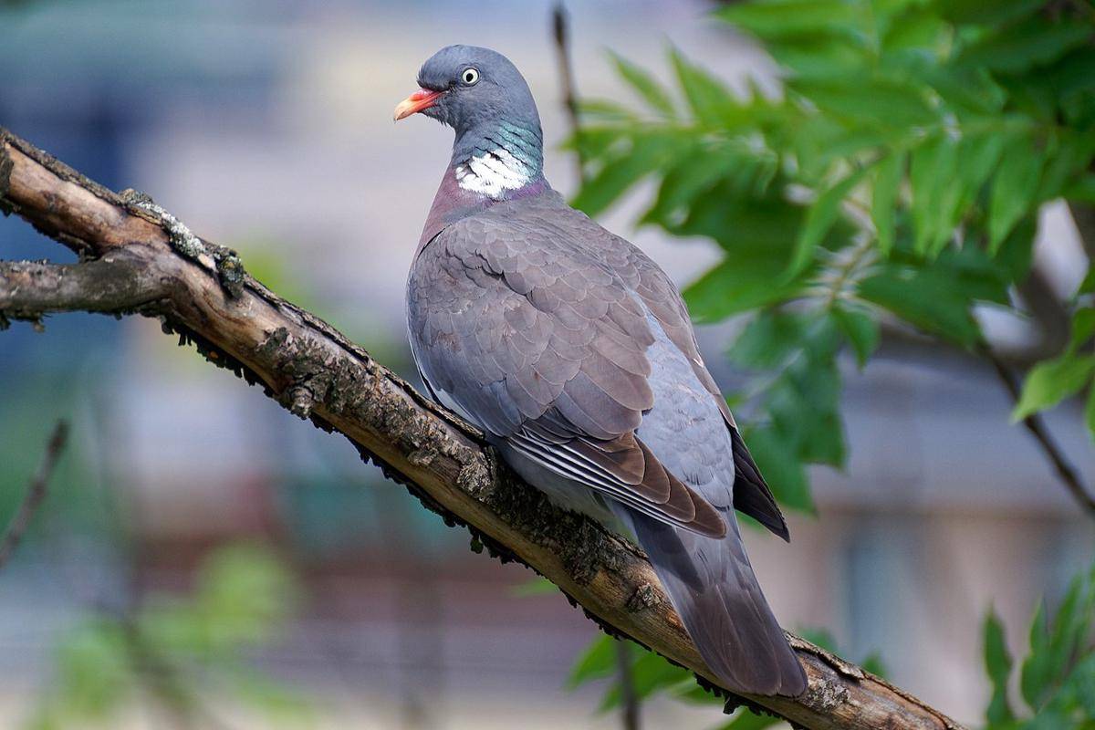 Merpati Kayu