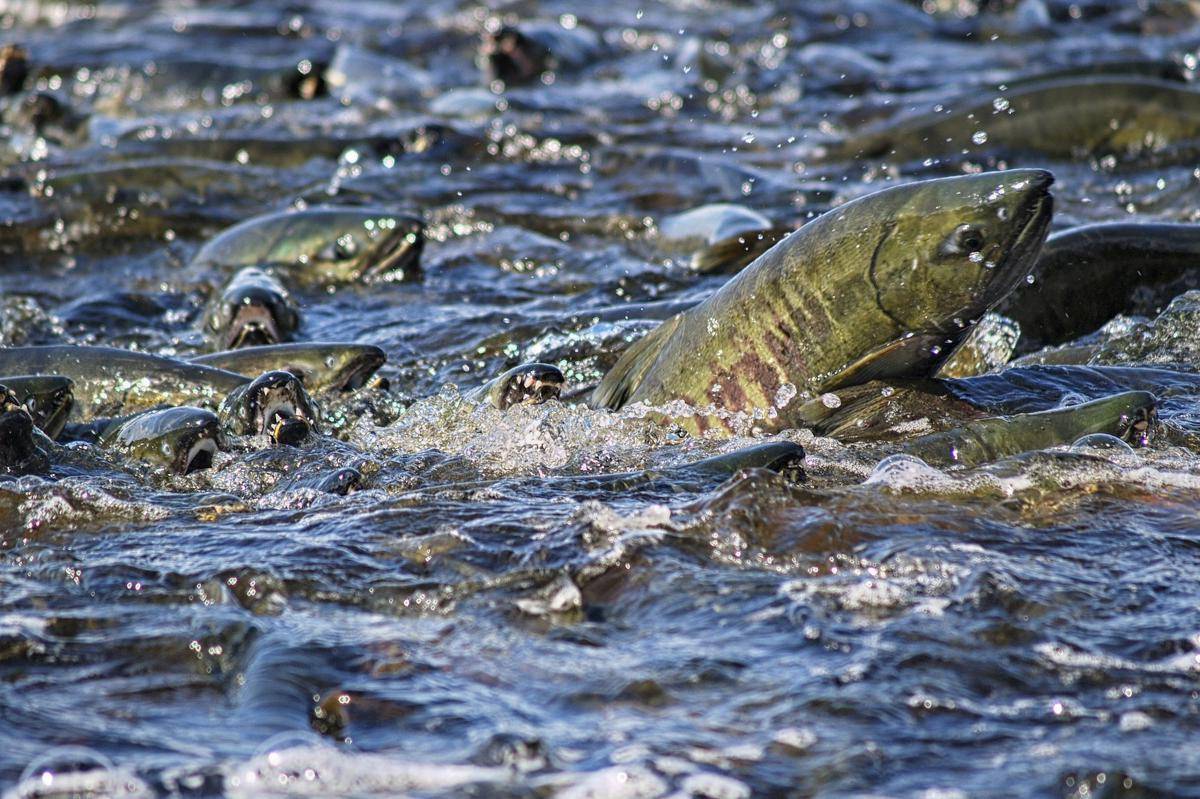 Salmon