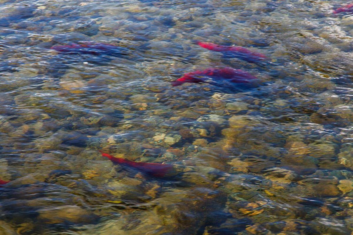 Salmon