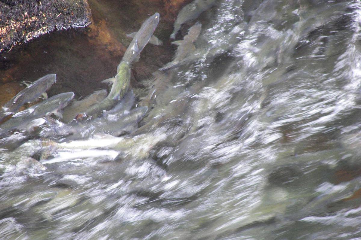 Salmon