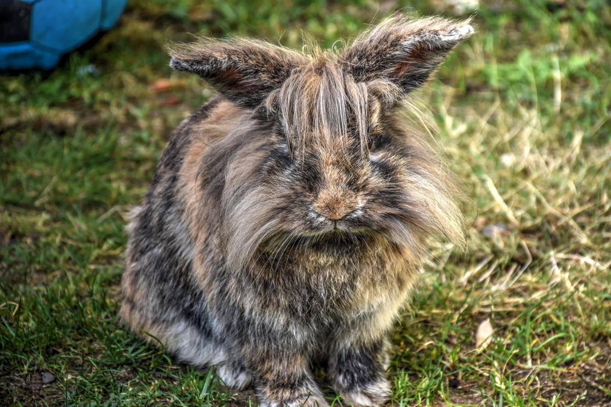 potret kelinci Lionhead dengan bulu lebat menyerupai surai singa