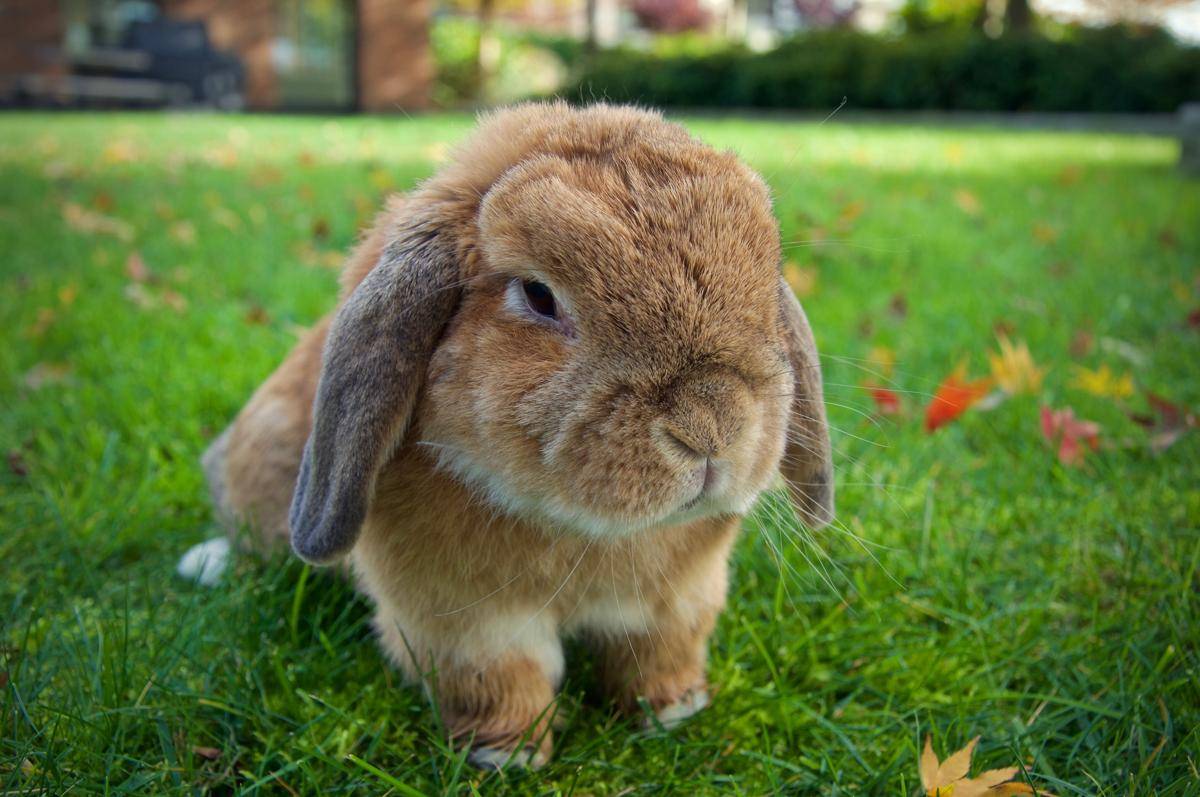 potret kelinci Holland Lop di atas rerumputan 