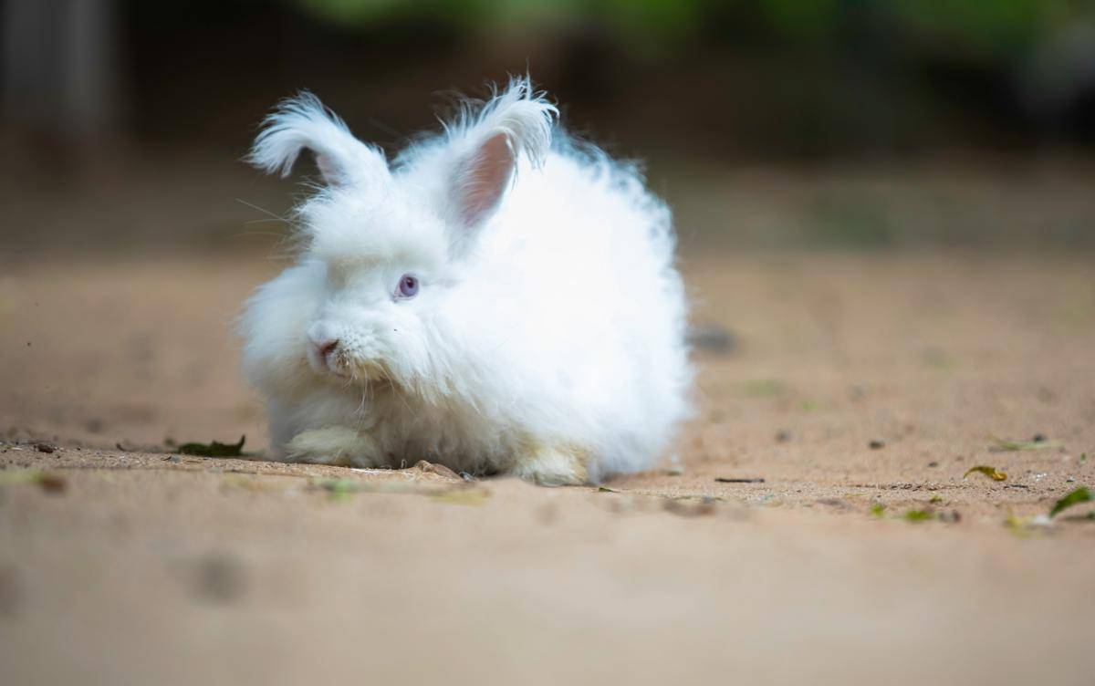 potret kelinci Angora dengan bulu putih lebat