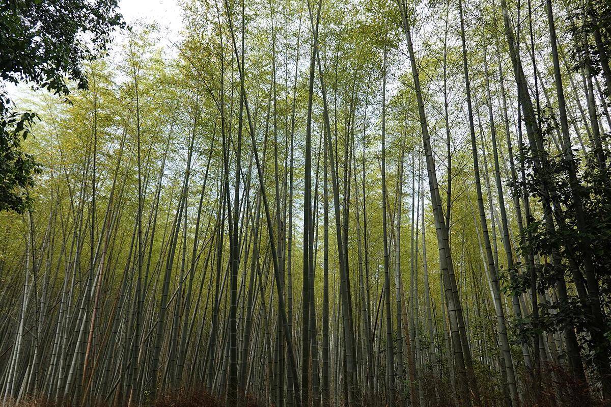 bambu (commons.wikimedia.org/Smiley.toerist)
