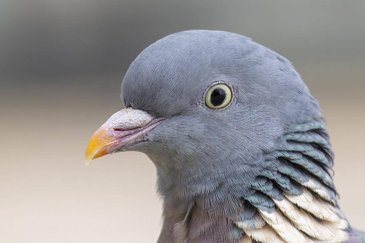 Merpati Kayu