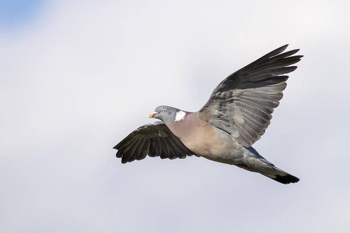 Merpati Kayu