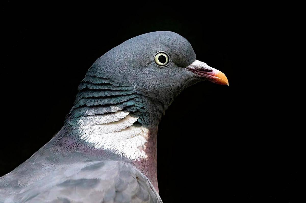 Merpati Kayu