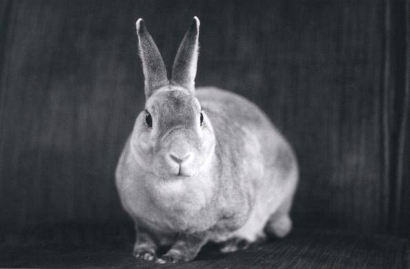 potret kelinci Mini Rex dengan bulu pendek yang tampak lembut dan halus 