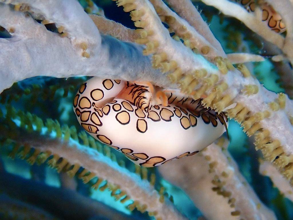 Flamingo tongue snail (inaturalist.org/Chris Spain)