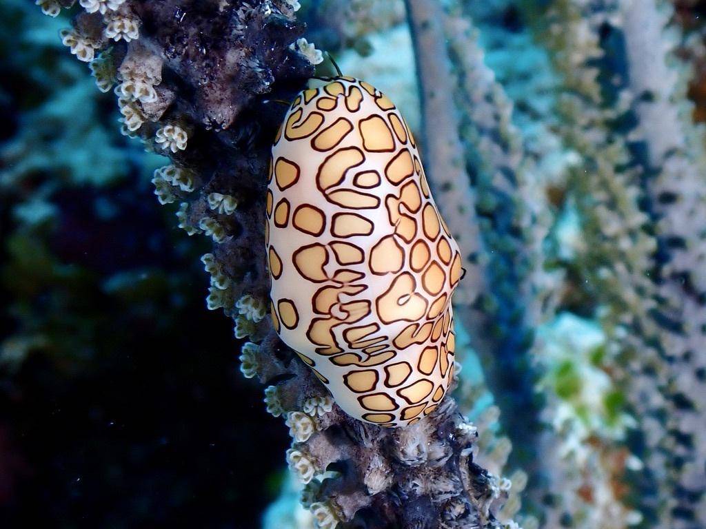 Flamingo tongue snail (inaturalist.org/Chris Spain)