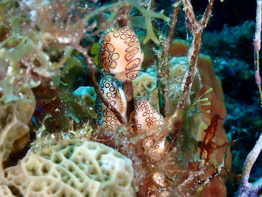 Flamingo tongue snail (inaturalist.org/Chris Spain)